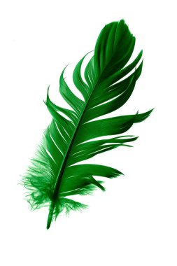 Beyaz izole arkaplanda yeşil tüyler