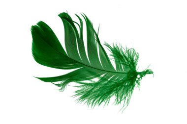 Beyaz izole arkaplanda yeşil tüyler