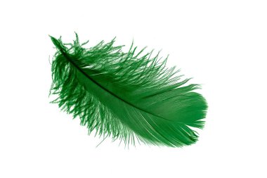 Beyaz izole arkaplanda yeşil tüyler