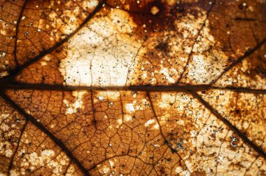 Görünür desenli kahverengi yaprak