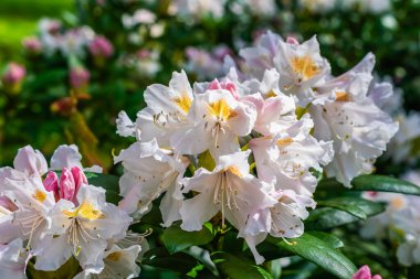 Yeşil yapraklardan oluşan arka planda rhododendron çiçekleri