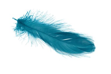 Beyaz izole arkaplanda mavi tüyler