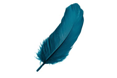 Beyaz izole arkaplanda mavi tüyler