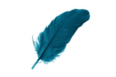 Beyaz izole arkaplanda mavi tüyler