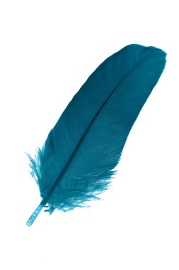 Beyaz izole arkaplanda mavi tüyler