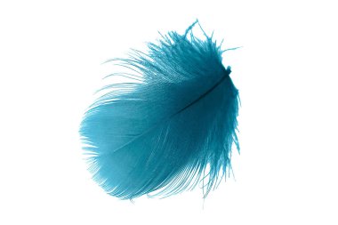 Beyaz izole arkaplanda mavi tüyler