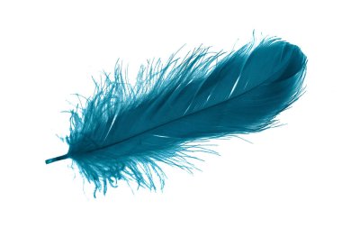 Beyaz izole arkaplanda mavi tüyler