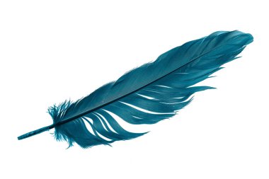 Beyaz izole arkaplanda mavi tüyler