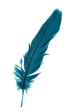 Beyaz izole arkaplanda mavi tüyler