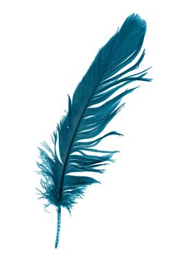 Beyaz izole arkaplanda mavi tüyler