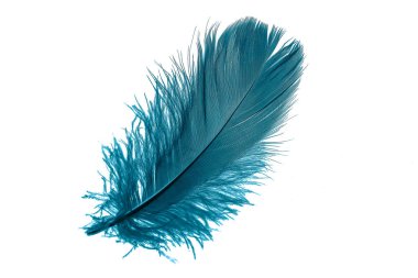 Beyaz izole arkaplanda mavi tüyler