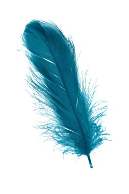 Beyaz izole arkaplanda mavi tüyler