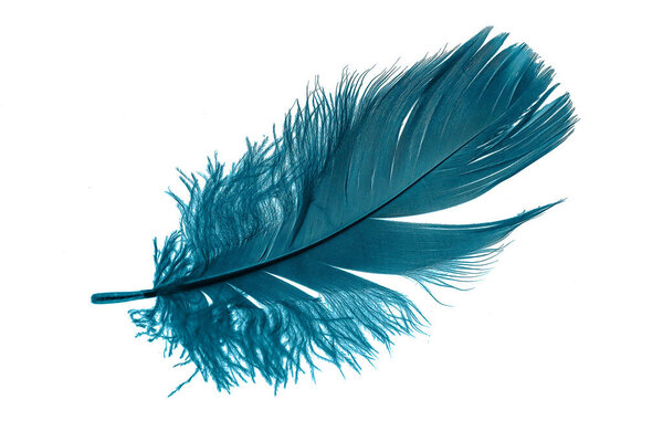 blue feathers on white isolated background