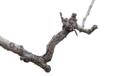 beyaz armut üzerinde kuru armut dalı