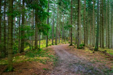 spruce forest on a sunny day