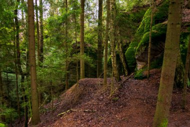spruce forest on a sunny day