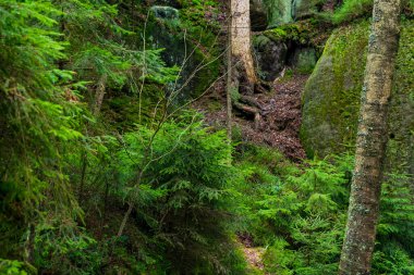 Çek Cumhuriyeti, Adrspach 'taki Rock kasabası