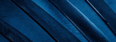 Mavi tüylü güvercin makro fotoğrafı. doku veya arkaplan