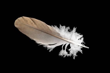 Siyah izole arkaplanda güvercin tüyü