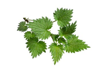 İzole edilmiş beyaz arkaplanda ısırgan otu