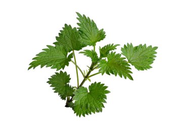 İzole edilmiş beyaz arkaplanda ısırgan otu