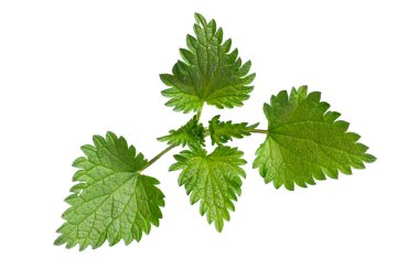 İzole edilmiş beyaz arkaplanda ısırgan otu