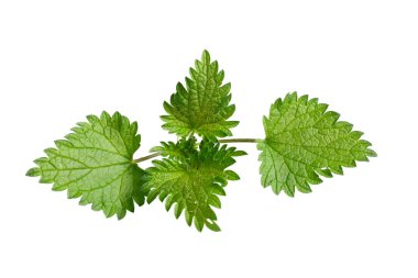 İzole edilmiş beyaz arkaplanda ısırgan otu