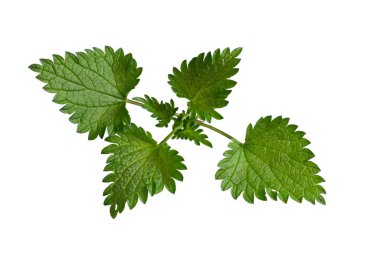 İzole edilmiş beyaz arkaplanda ısırgan otu