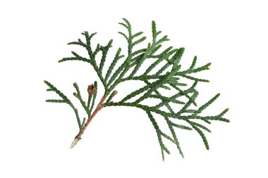 Beyaz izole arka planda yeşil zümrüt thuja dalları