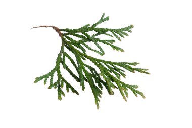 Beyaz izole arka planda yeşil zümrüt thuja dalları
