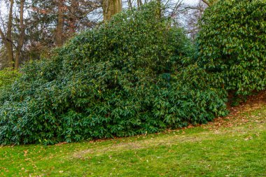 parkta günbatımı, ağaçlar