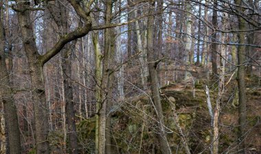 Ormandaki kuru ağaçlar