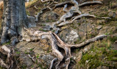 Günbatımında kireçtaşı ve ağaç kökleri