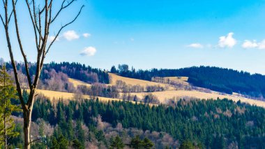 Dağın arka planında kuru ağaç