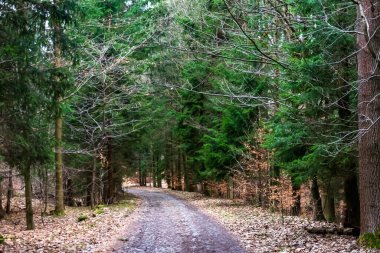 Ladin Ormanı 'ndan geçen yol.
