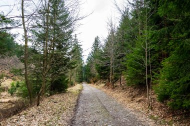 Ladin Ormanı 'ndan geçen yol.