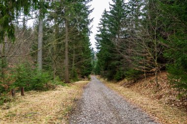 Ladin Ormanı 'ndan geçen yol.