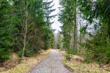 Ladin Ormanı 'ndan geçen yol.