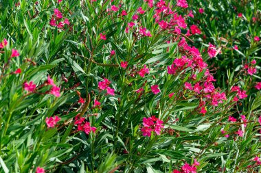 Yeşil yapraklı arka planda pembe zakkum çiçekleri