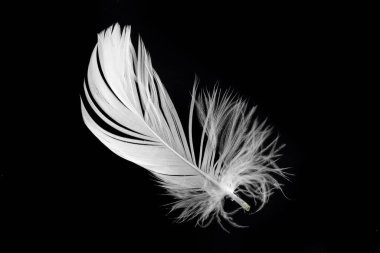 Siyah arka planda beyaz kaz tüyü