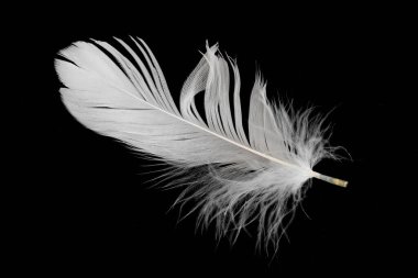 Siyah arka planda beyaz kaz tüyü