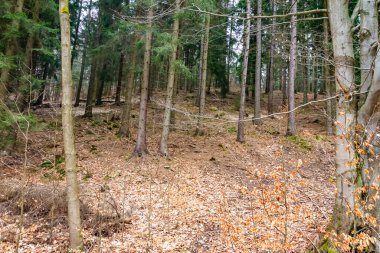 spruce forest on a clear day