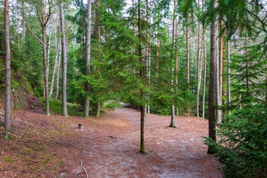 Çam ormanı güzel bir günde