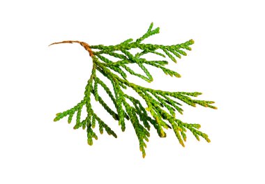 Beyaz izole edilmiş arka planda eşkıya zümrüdü dalları.