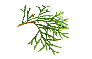 Beyaz izole edilmiş arka planda eşkıya zümrüdü dalları.