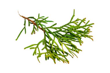 Beyaz izole edilmiş arka planda eşkıya zümrüdü dalları.