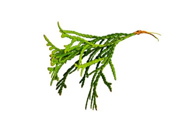 Beyaz izole edilmiş arka planda eşkıya zümrüdü dalları.