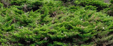 Yeşil ardıç dalları görünür detaylarla dolu. arkaplan veya doku