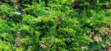 Yeşil ardıç dalları görünür detaylarla dolu. arkaplan veya doku