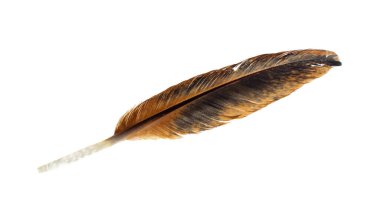 beyaz arkaplanda kahverengi tüyler